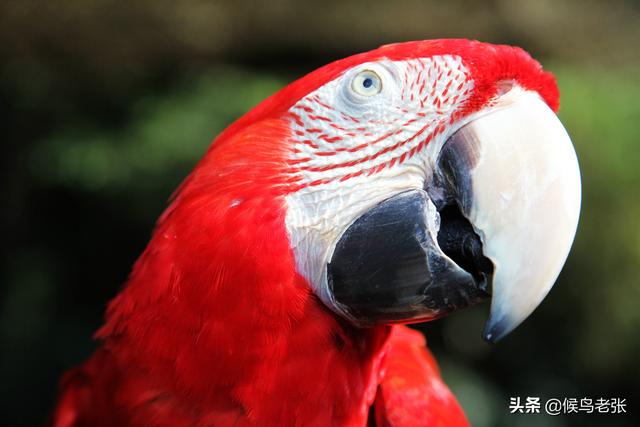 呀诺达是什么意思，拗口什么意思啊（只是在“呀诺达”玩得有些疯）