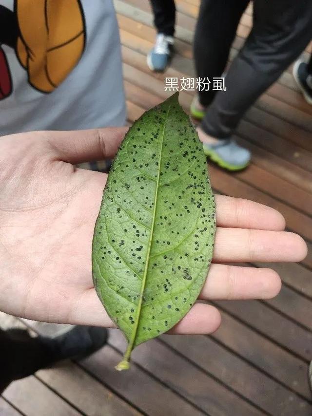 害虫的危害和防治方法，防治蚜虫、粉虱、飞虱最经典的药剂