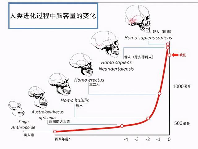 人类未解之谜龙真的存在吗，与人类亲缘最近的古人类或被发现