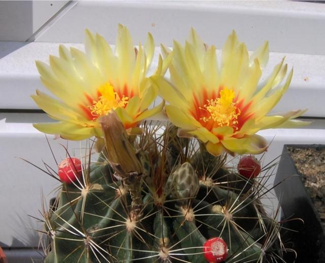 仙人掌开花图片，八种开花勤快的仙人掌植物（40多种罕见的仙人掌开花图）