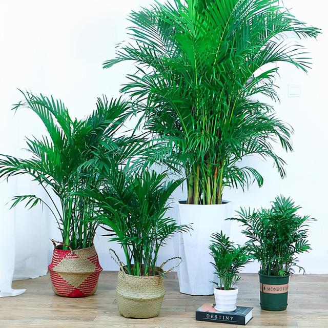 最适合家庭净化空气的花，17种公认的养人花