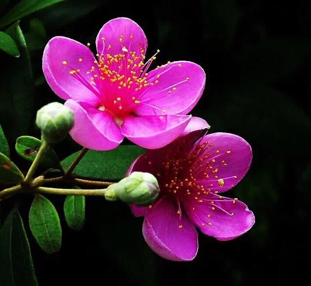 桃金娘花海，桃金娘夏日花开