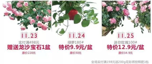 园艺批发市场，这个园艺市场本周末放大招