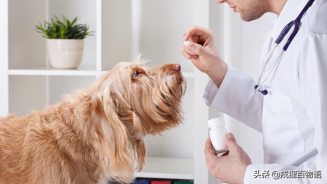 幼犬第一次驱虫时间，幼犬驱虫正确用法（刚出生的幼犬，怎么驱虫）