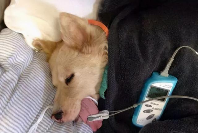 狗狗可以吃藕吗，狗狗喂食的5大禁忌