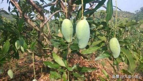 芒果界爱马仕贵妃芒，贵妃芒果今年价格