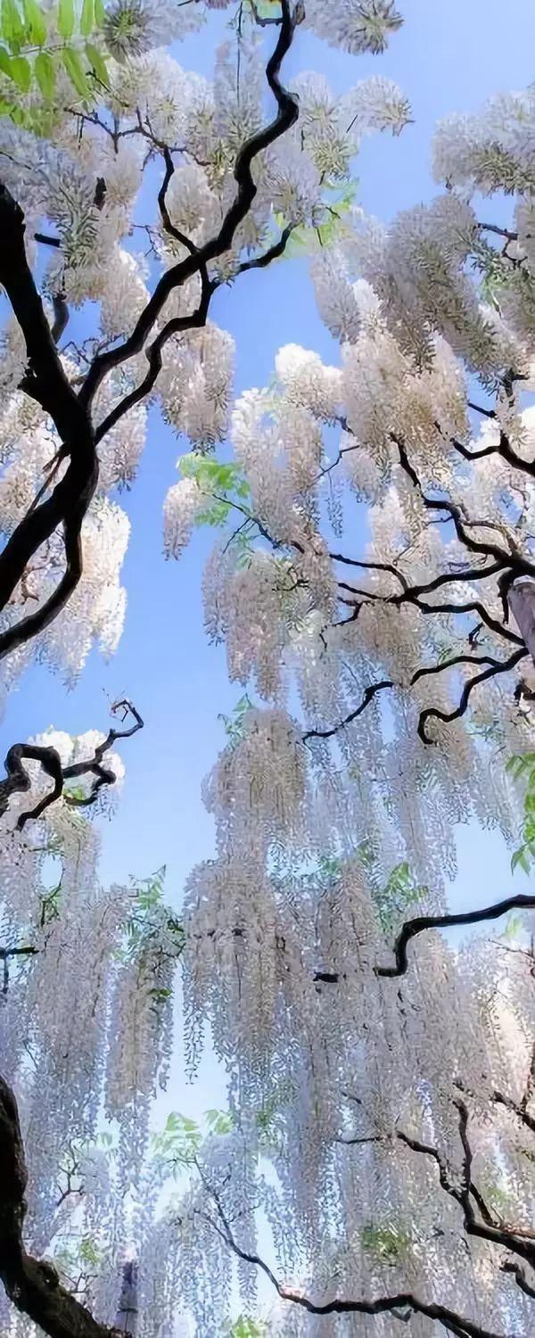 老树长新芽枯木又开花，枯木逢春老树开花