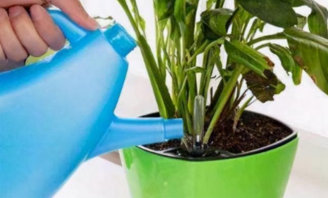 家庭盆栽杜鹃花好养吗，拿白醋养杜鹃栀子花