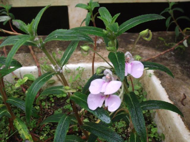 真正的凤仙花的特点，童年记忆里的凤仙花