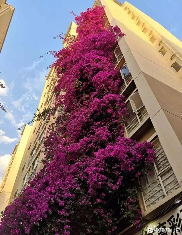 春夏秋冬四季什么花好看，这十种花几乎一年四季都开花