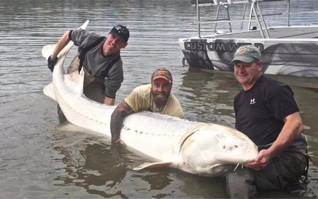 史上最大的淡水鱼类，湄公河捕获600斤黄貂鱼