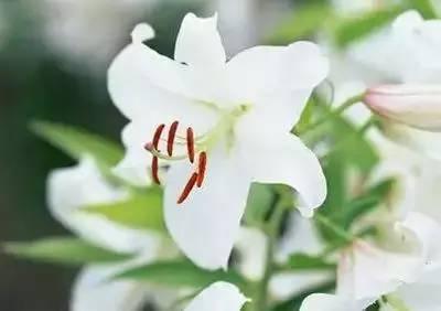 花语代表治愈的花，100种花的花语养养眼