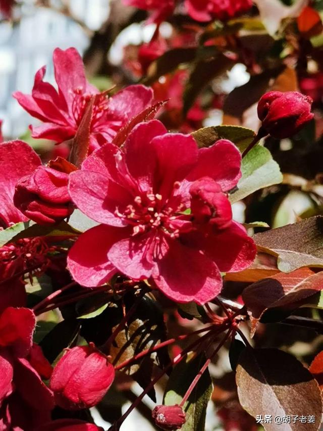 玉堂富贵代表的树种，成忠臣《玉堂富贵图》作品赏析