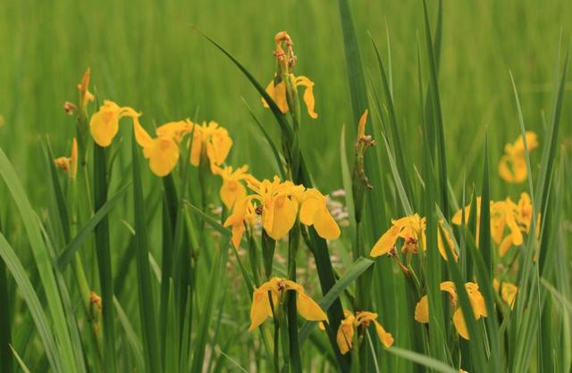 八种常见有毒花，这15种大毒花