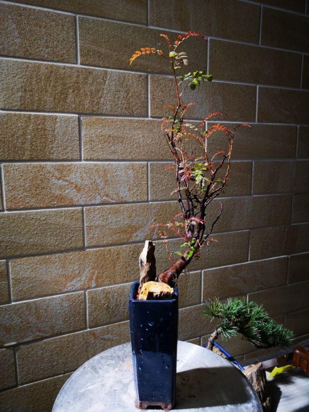 大树型清香木盆景怎样养，家养一棵清香木