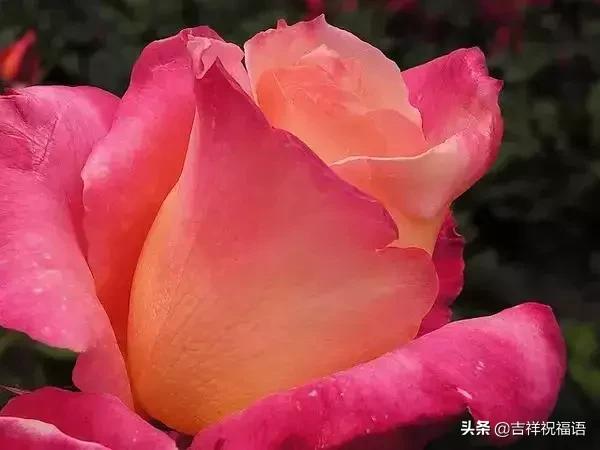 情人节礼物送什么明天情人节，送你999滴水玫瑰，太太太太美了，祝你美满幸福
