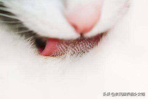 猫咪吐一小截舌头，猫咪偶尔吐舌头是怎么回事（为什么猫咪会吐一段舌头）