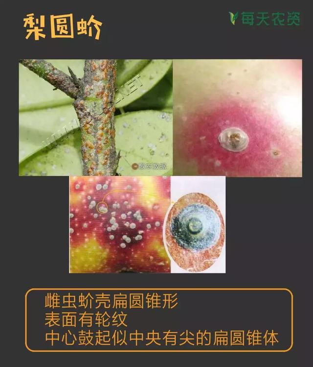 常见蚧类害虫汇总，蚧虫类虫害