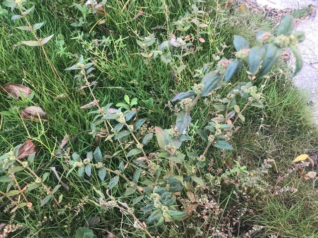 一种草药可以治癣，什么草可以治疗癣疮