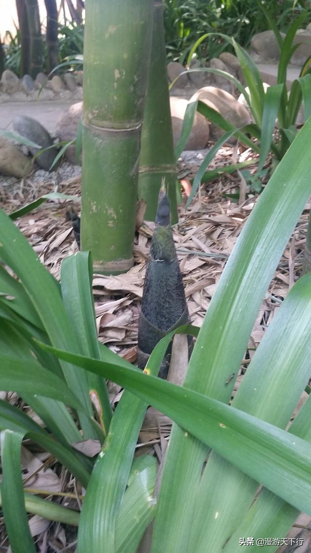 赤水大瀑布详细攻略一日游，赤水2个景点攻略推荐