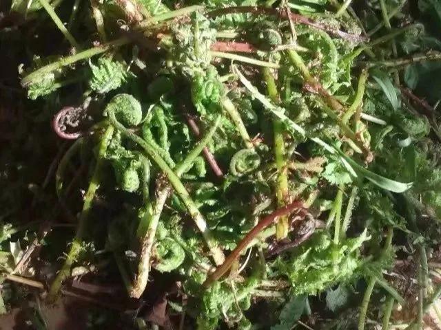 农村100种野菜图片，农村100种常见野菜（让你轻松认识各种野菜和吃法）