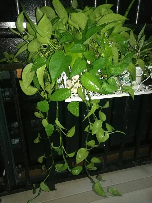 鱼缸适合养的植物，鱼缸里面可以养3种植物