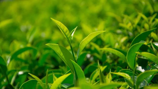 大桶乌龙茶饮料，桔品课堂你不知道的闽南乌龙