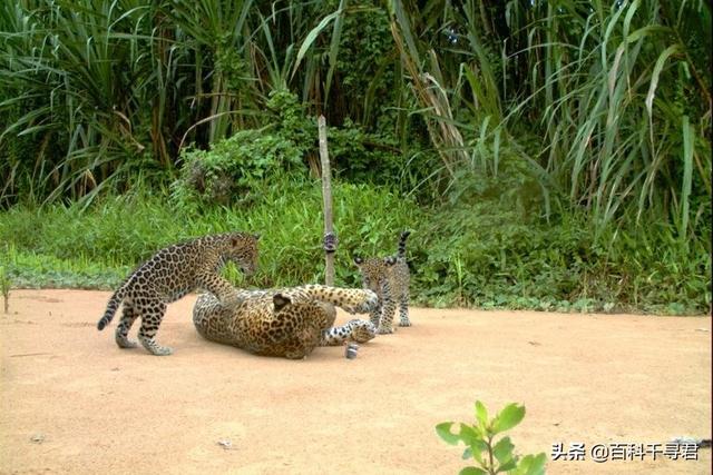 豹虎猫科动物图鉴，盘点所有猫科动物的杂交品种