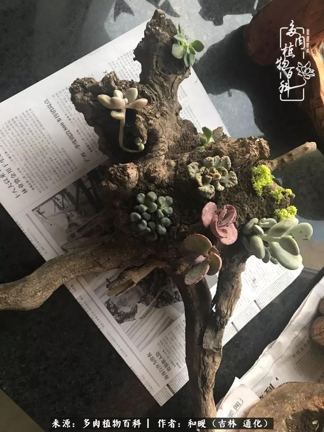 买肉，买肉的正确方法和注意事项