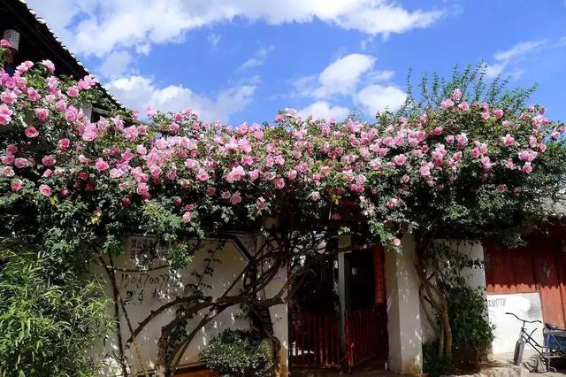 花很香又漂亮的藤蔓植物，12种开花藤蔓植物