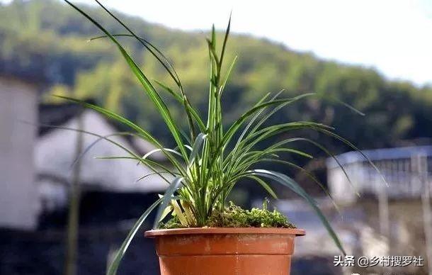 兰花用什么肥料最好，兰花最好施什么肥（3大元素不能少）