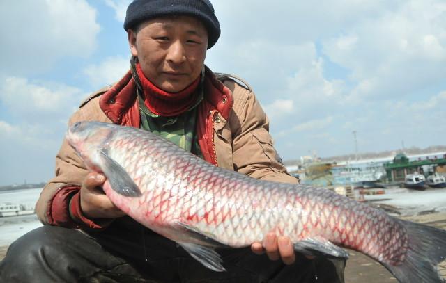 适合垂钓的淡水鱼品种，这4种淡水鱼被称为四大家鱼