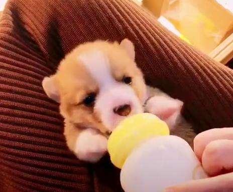 纯种柯基犬的特征，纯种柯基犬都有的5大特征