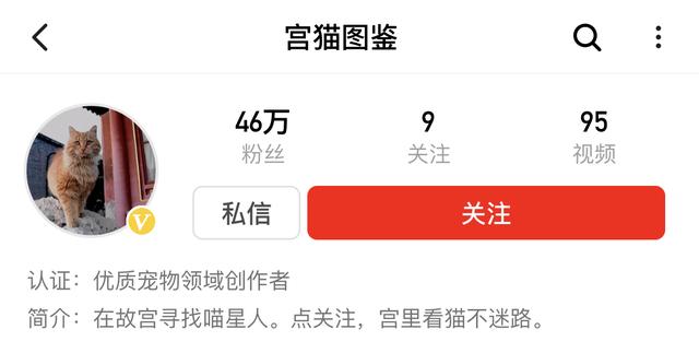 故宫最胆小御猫，我们只是惊呼是不够的