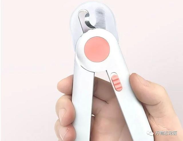 宠物兔可以吃吗，宠物兔养太大了能吃吗