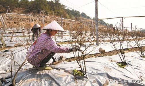 蓝莓一年结果几次，蓝莓一年结几次果