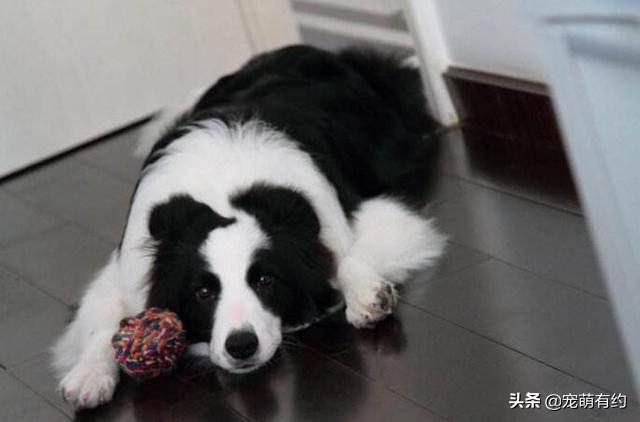 边境牧羊犬智商，边境牧羊犬聪明排名第几（都说边境牧羊犬聪明）