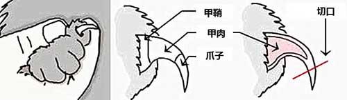 猫咪指甲怎么剪，剪猫咪指甲的正确方法（猫剪指甲技巧）