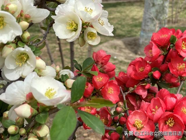 海棠哪个品种最好看，原来海棠有这么多品种