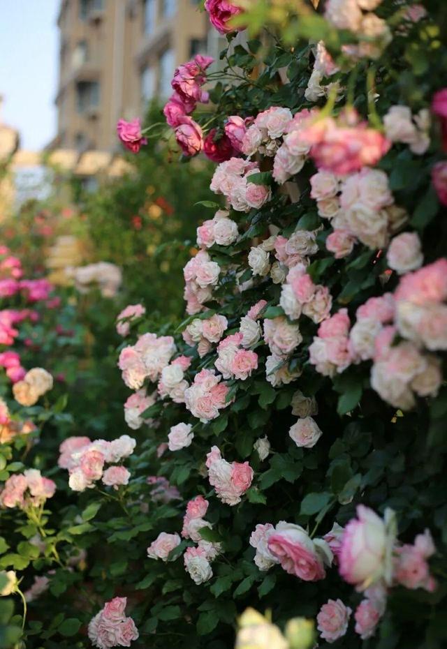 庭院中种什么爬藤花，院子里如果想搭设花廊架