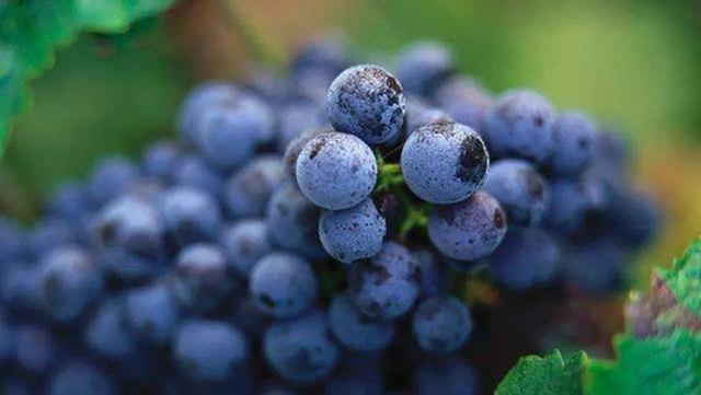 品丽珠口感特点，品丽珠CabernetFranc