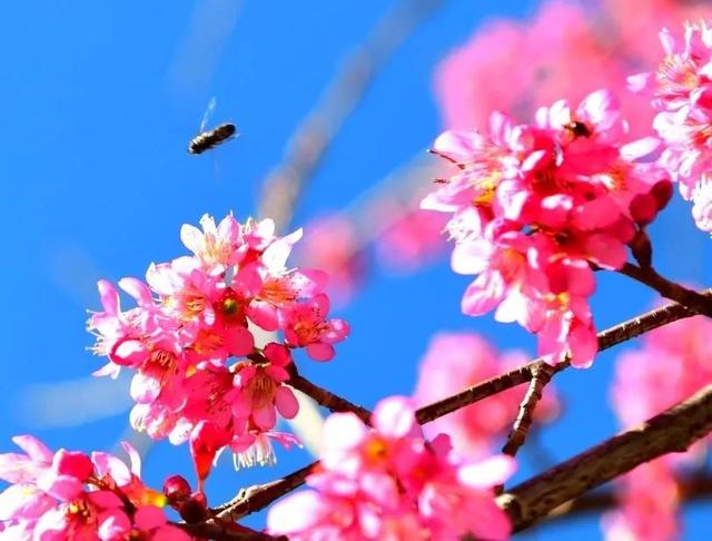 樱花盛开四季如春，冬樱花热闹开放