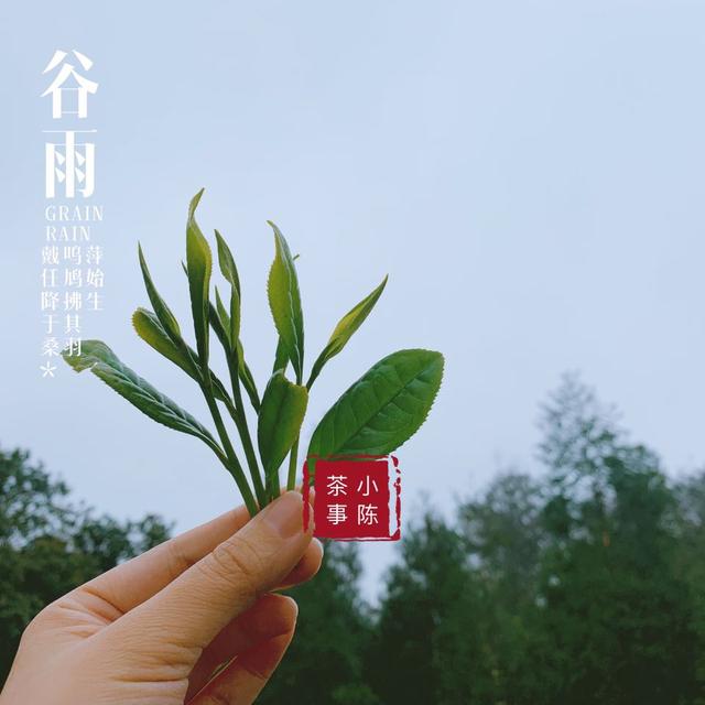 明前茶和雨前茶的区别，什么是明前茶什么是雨前茶（明前茶和雨前茶有什么区别）