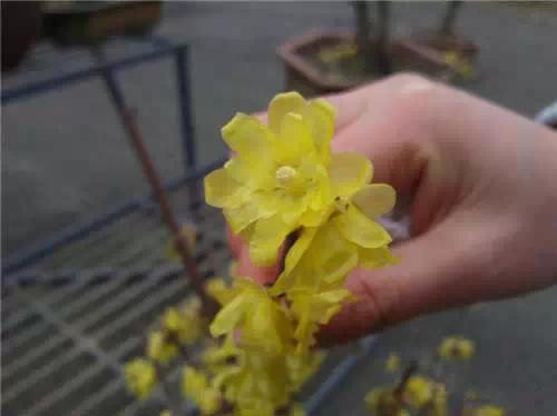 园林景观植物经验分享，风景园林设计中植物造景的3点经验总结