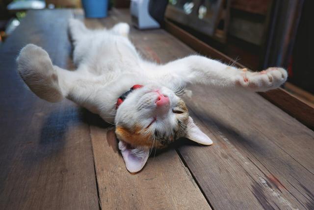 养猫的注意事项，养猫的注意事项大全（养猫专家告诉大家：猫咪的雷区）