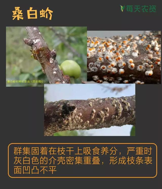 常见蚧类害虫汇总，蚧虫类虫害