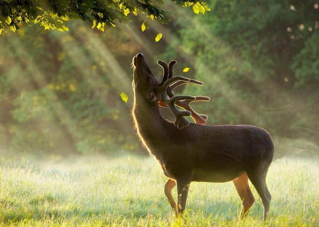 鹿喜欢吃什么蔬菜，为什么吃鹿肉的人却很少