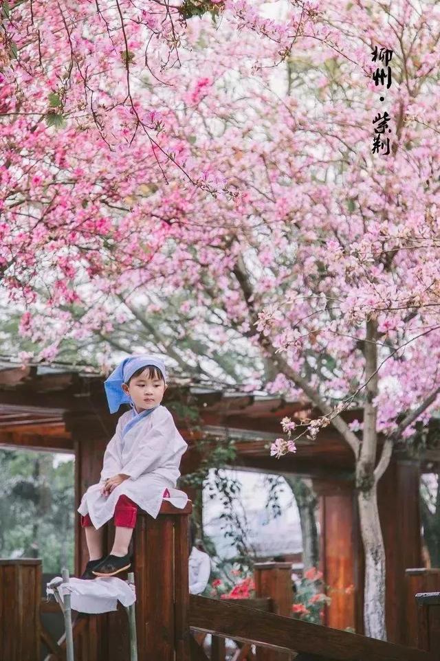 春天踏春赏花时间表，2023春日赏花踏青去哪