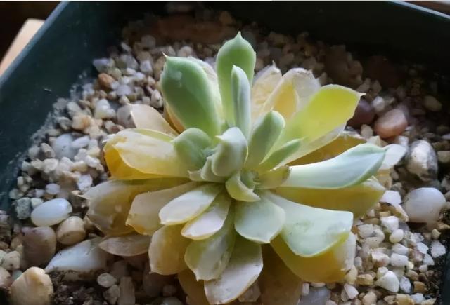 多肉植物的特点，多肉植物的特点和养护方法（多肉植物有5种表现）