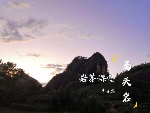 马头岩肉桂是高档茶吗，武夷岩茶肉桂是好茶吗（马头岩肉桂为什么紧随牛栏坑肉桂之后）